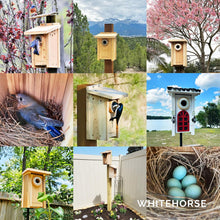 Cargar imagen en el visor de la galería, Birds using WHITEHORSE bird houses